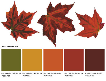Autumn maple color palette